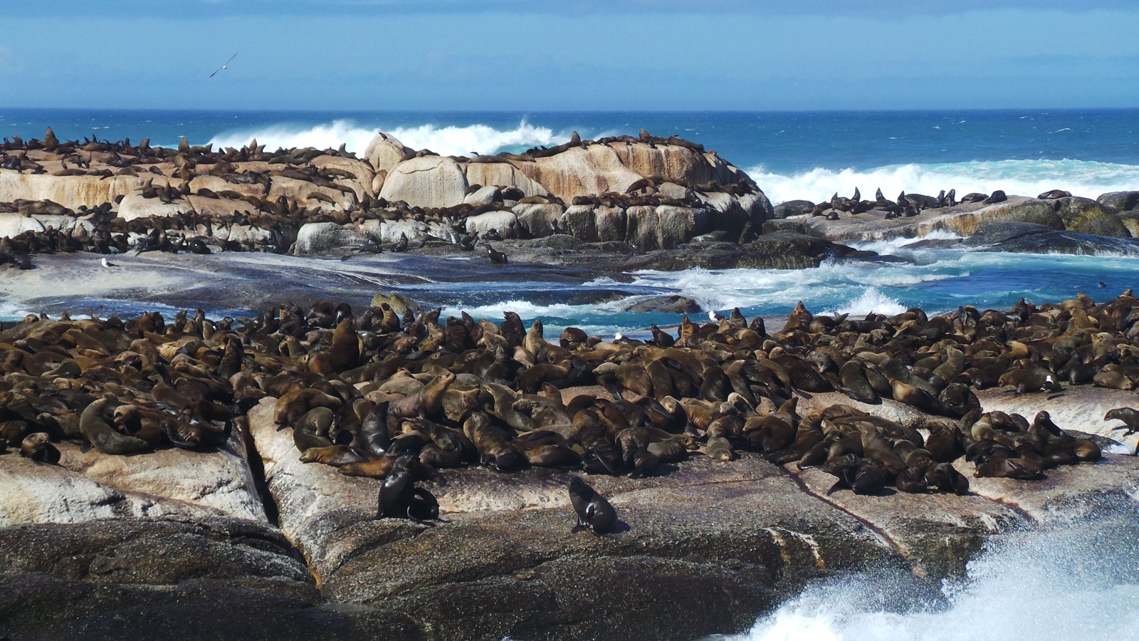 Seal Watching37